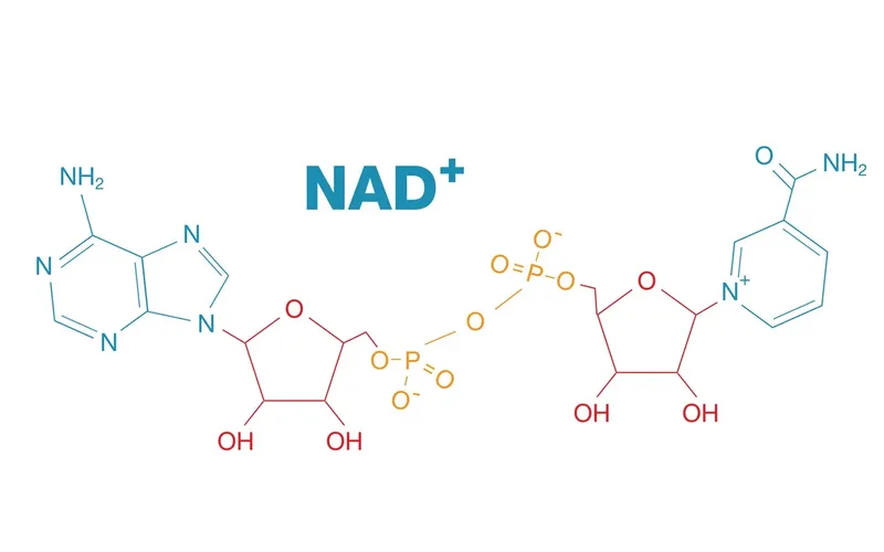 Польза NAD+: почему эта молекула критически важна для долголетия
