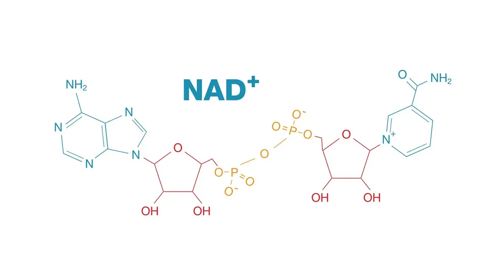 NAD+ Benefits: Why This Molecule Is Critical for Longevity